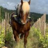 Clos Marie Simon Pic Saint Loup