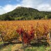 Clos Marie Simon Pic Saint Loup